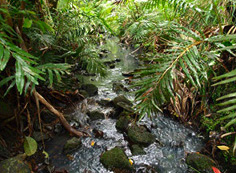 小笠原の河川上流